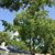 Henry Peeples Professional Tree Care's profile image
