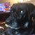 Diane Purnell's profile image