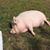 Muriel Siebert's profile image