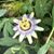 Salena Chestnut's profile image