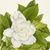 Carol L. Schaudt's profile image