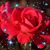 Rose Zadel's profile image