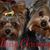 Harriett Glazebrook's profile image
