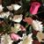 Angela Wann Snader's profile image