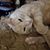 Tina Pohlman's profile image