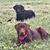 Bridget Normile Cook's profile image