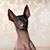 Cuauhtémoc Xoloitzcuintle's profile image