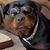 Lisa Buchta Thorne's profile image