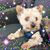 Rose Isaily's profile image