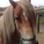 Gail Schendel's profile image