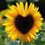 Michelle Busiere's profile image