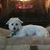 Sebrina Davis's profile image