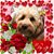 Susan Cerullo's profile image