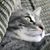 Diane Singleton's profile image