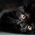 Donna Catton's profile image