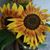 Katherine Emigh's profile image