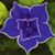 Betzaida DeJesus Clements's profile image