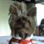 Arii Chenghom's profile image