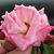 Carshena Self's profile image