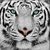 Batyr Ismailbekov's profile image