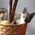 Lynette Foote's profile image