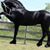 Aguila Blanca's profile image