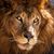 Kim Morris's profile image