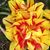 Melinda Setzer's profile image