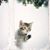 Susan Ward's profile image