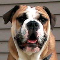 Jillie Bo's profile image