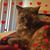Dee Dee Neiheisel-Lovelace's profile image