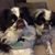 Sharon Spear's profile image