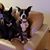 Diane Balsamo Gonzales's profile image