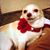 Lynn Diaz-Dionisio's profile image