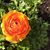 Kathy Omillion Prazenka's profile image