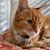 Diane Henderson Miles's profile image