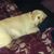 Lacey Hackley-Lewis's profile image