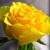 Roxann Mathews Moyers's profile image
