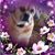 Robin Lane's profile image