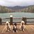 Lisa Searls's profile image