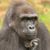 David Kveragas's profile image