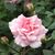 Elizabeth R Cohen's profile image