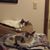Lisa Hollingshead's profile image