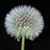 Susan Stoneking Kodama's profile image