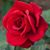 Moe Williams-Smith's profile image