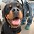 Penny Lutjens Messner's profile image