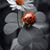 Elisha Lish's profile image