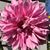 Nanette Gallagher's profile image
