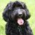 Yvette van Dis's profile image