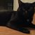 Rain Cat's profile image